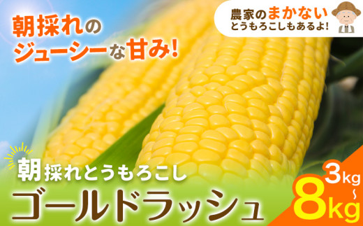 とうもろこし 野木町産 老沼 利治[6月中旬-7月中旬頃出荷]栃木県 野木町 ジューシー 生食可能 旬の野菜 健康食 バーベキュー 焼き 茹で とうもろこし ゴールドラッシュ 黄色 イエロー 朝採れ クール便 先行予約 野菜 スイートコーン コーン
