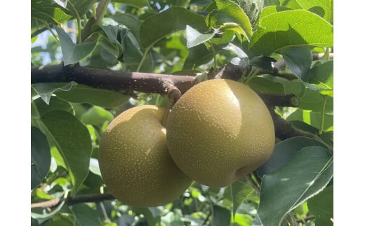二十世紀梨(秀) 3kg