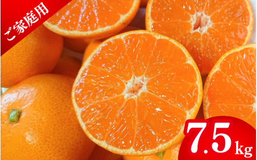 【先行予約】薄皮で濃い甘さ！完熟由良みかん【ご家庭用】7.5kg（混サイズ）和歌山県由良産※2025年11月下旬頃から順次発送予定(お届け日指定不可) / 柑橘 ミカン 蜜柑 甘い 由良町 フルーツ 果物 くだもの 食品 人気 おすすめ 産地直送 由良町【ktym003】 2118463 - 和歌山県由良町