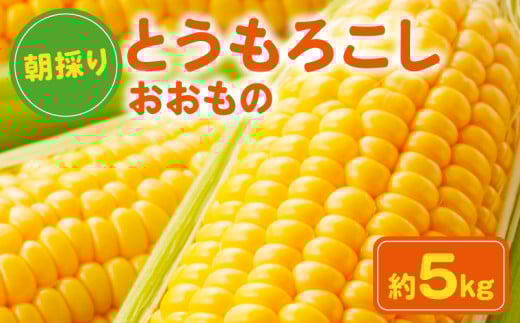 先行予約 とうもろこし おおもの 約5kg 銚子産 朝採れ 朝採り 産地直送 野菜 新鮮 冷蔵 甘い ジューシー 生 大容量 茹でとうもろこし 焼きとうもろこし 天ぷら スープ コーン コーンポタージュ バーベキュー BBQ キャンプ お取り寄せ おやつ デザート 旬 プレゼント ギフト 贈答 贈物 送料無料 ふるさと納税 千葉県 銚子市 サンズファーム 【7月中旬～8月中旬頃発送予定】