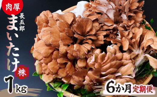 【6ヶ月定期便】まいたけ 長五郎まいたけ かぶ 500g×2個 6回分｜舞茸 まいたけ レシピ付き ジューシー ステーキ 天ぷら 炊き込みご飯 舞茸ご飯 ごはん きのこ 野菜 丸ごと 国産 無農薬 安全 安心 食物繊維 健康  カロリー 低い 産地直送 プレゼント ギフト 贈り物 群馬県 前橋市 2118221 - 群馬県前橋市