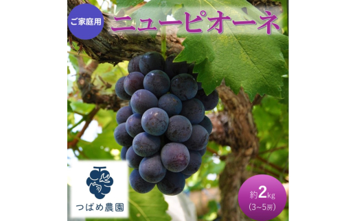早期受付 ぶどう ご家庭用 ニューピオーネ 約2kg(3〜5房) 岡山県 高梁市産