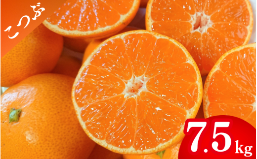 【先行予約】薄皮で濃い甘さ！完熟由良みかん【こつぶ】7.5kg×1箱（2Sサイズ）和歌山県由良産※2025年11月下旬頃から順次発送予定(お届け日指定不可) / 柑橘 ミカン 蜜柑 甘い 由良町 フルーツ 果物 くだもの 食品 人気 おすすめ 産地直送 由良町【ktym006】 2118466 - 和歌山県由良町