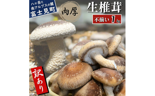 訳あり 肉厚 生しいたけ 1kg 八ヶ岳山麓育ち 国産 朝採れ 安心安全 農薬不使用 ハウス栽培 芳醇な香り 形不揃い 椎茸 信州