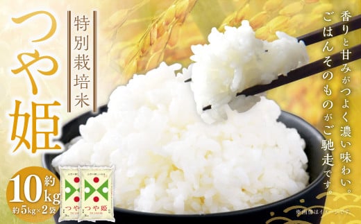特別栽培米〈令和6年産〉 つや姫 約10kg（約5kg×2袋セット） 白米 10キロ 精米 ブランド米 1等米 お米 山形県 白鷹町 【2026年3月上旬までに順次発送予定】