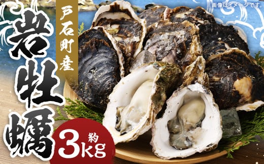 戸石町産 岩牡蠣 計約3kg（生食用／カキナイフ付き）【2025年5月8日～9月21日迄発送予定】 牡蠣 カキ イワガキ 生牡蠣