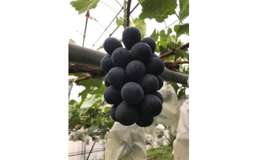 【2025年先行予約】ぶどう ナガノパープル 約2kg(4~5房)｜ 果物 フルーツ 黒ぶどう 葡萄 ブドウ 種無し 種なし 皮ごと 千曲市 長野県 信州 2136384 - 長野県千曲市