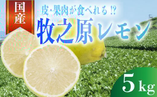 【事前受付】レモン 5kg れもん 檸檬 Lemon 柑橘類 柑橘 フルーツ 果物 酸っぱい 果肉 酸味 甘み 璃の香 防腐剤不使用 牧之原レモン 静岡県 牧之原市