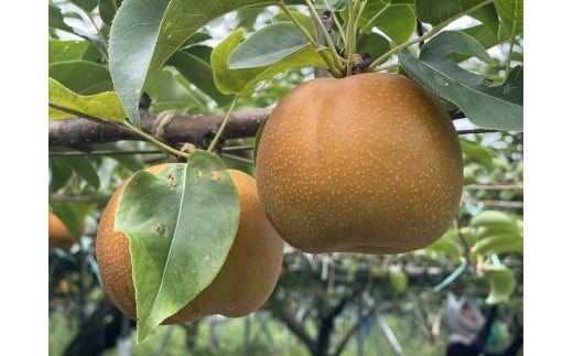 新甘泉(赤秀) 3kg