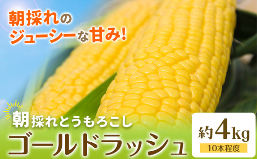 とうもろこし 約4kg(10本程度) 野木町産 老沼 利治《6月中旬-7月中旬頃出荷》栃木県 野木町 ジューシー 生食可能 旬の野菜 健康食 バーベキュー 焼き 茹で とうもろこし ゴールドラッシュ 黄色 イエロー 朝採れ クール便 先行予約 野菜 スイートコーン コーン 1314654 - 栃木県野木町
