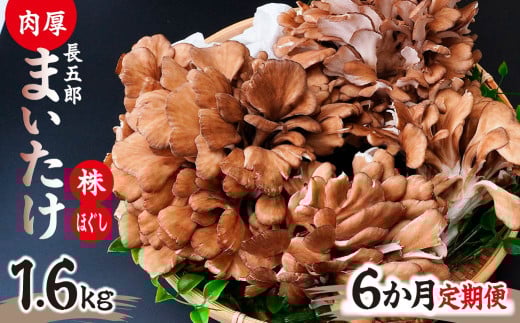 【6ヶ月定期便】 まいたけ 長五郎まいたけ かぶ500g×2個 ほぐし300g×2袋 合計1600g ｜舞茸 まいたけ レシピ付き ジューシー ステーキ 天ぷら 炊き込みご飯 舞茸ご飯 ごはん きのこ 野菜 丸ごと 国産 無農薬 安全 安心 食物繊維 健康 カロリー 低い 産地直送 プレゼント ギフト 贈り物 2118218 - 群馬県前橋市