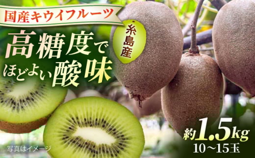 糸島産東京ゴールド約1.5kg 糸島市 / 南国フルーツ株式会社 / キウイフルーツ キウイ [AIK029]
