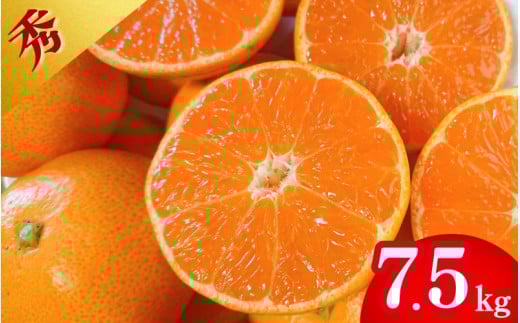 [先行予約]薄皮で濃い甘さ!完熟由良みかん[秀]7.5kg×1箱(混サイズ)和歌山県由良産※2025年11月下旬頃から順次発送予定(お届け日指定不可) / 柑橘 ミカン 蜜柑 甘い 由良町 フルーツ 果物 くだもの 食品 人気 おすすめ 産地直送 由良町[ktym009]