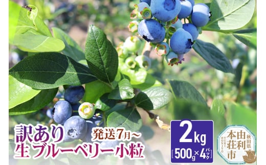 【発送7月から順次】《訳あり》田口農園 秋田県産 小粒 ブルーベリー 生 合計2kg(500g×4パック)  大容量 302992 - 秋田県由利本荘市