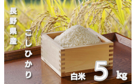 コシヒカリ 精米 5kg 令和7年産｜ 新米 白米 コメ ごはん 千曲市 長野県 信州