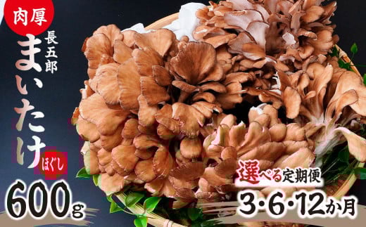 [選べる定期便]まいたけ 長五郎まいたけ ほぐし 300g×2個 1回分 3ヶ月 6ヶ月 12ヶ月まいたけ|舞茸 まいたけ レシピ付き ジューシー ステーキ 天ぷら 炊き込みご飯 舞茸ご飯 ごはん きのこ 野菜 丸ごと 国産 無農薬 安全 安心 食物繊維 健康 カロリー 低い 産地直送 プレゼント ギフト 贈り物 群馬県 前橋市