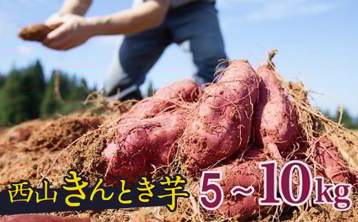 [先行予約][訳あり]高知県産さつまいも 「西山きんとき芋」 5~10kg | [2025年9月〜2026年4月出荷] 新芋 さつまいも サツマイモ さつま芋 焼き芋 やきいも ヤキイモ 人気 野菜 不揃い 規格外 おやつ デザート秋 旬 生芋 ご家庭用 5000 10000円 以下 高知県 室戸市