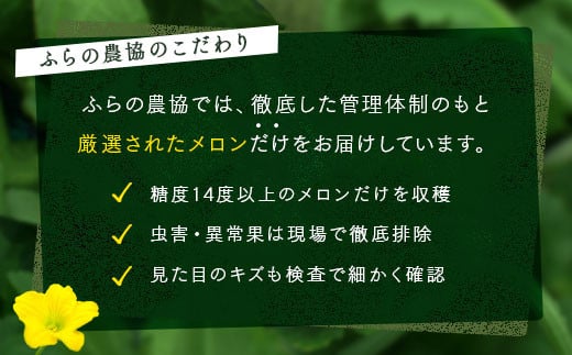 北海道中富良野町のふるさと納税 【2025年発送】富良野メロン　2玉（1.6kg×2玉）