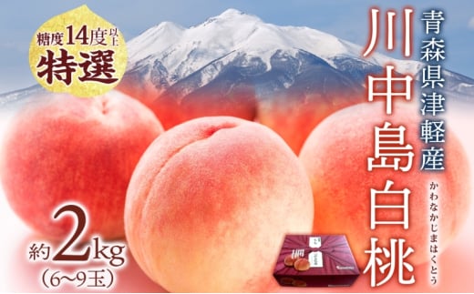 桃 川中島白桃 約2kg 6～9玉 特選 8月下旬～9月上旬配送 先行予約 白桃 糖度14度以上 もも 果実 フルーツ デザート 国産 青森県産 甘い 果樹 贅沢 お取り寄せ 産地直送 ギフト 贈答 青森県 西目屋村