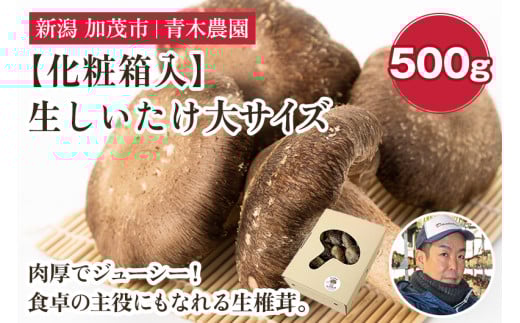 【化粧箱入】生しいたけ 大サイズ 約500g（9～13個）《10月中旬から順次発送》 品評会で金賞受賞！  きのこ しいたけ 椎茸 特大 食べ応えある大きさ 肉厚で旨味たっぷり！ ギフト 加茂市 青木農園