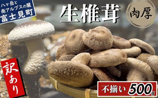 訳あり 肉厚 生しいたけ 500g 八ヶ岳山麓育ち 国産 朝採れ 安心安全 農薬不使用 ハウス栽培 芳醇な香り 形不揃い 椎茸 信州 2118277 - 長野県富士見町
