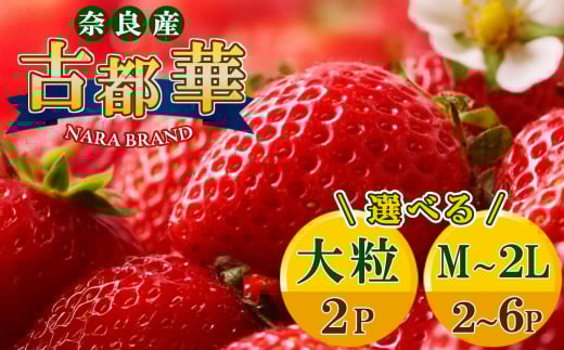 選べる内容量!平群の古都華 いちご (M〜5Lサイズ)大粒あり | 果物 くだもの フルーツ 苺 イチゴ いちご ストロベリー 古都華 ことか 旬の品種 奈良県 平群町
