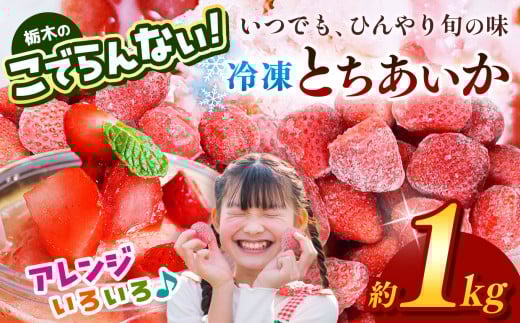 栃木のこでらんない冷凍イチゴ(とちあいか) 約1kg |いちご イチゴ 果物 フルーツ 苺 甘い 美味しい とちあいか 大粒 ジューシー 映え 産地直送 栃木県 真岡市 朝摘み 酸味が少ない 冷凍いちご 日本一