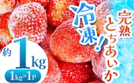 【数量限定】 完熟！冷凍とちあいか 約1kg |  グラム数 選べる いちご とちあいか 冷凍 冷凍イチゴ スイーツ ジャム スムージー たっぷり 大粒 甘い 美味しい 果物 デザート 栃木県 真岡市 送料無料 2121064 - 栃木県真岡市