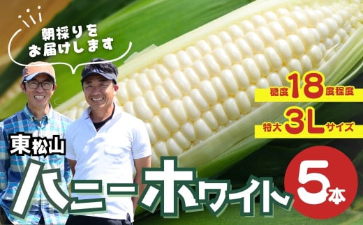 ＜先行予約＞ 東松山ハニーホワイト 5本 特大サイズ(3L) | とうもろこし 白とうもろこし トウモロコシ ハニーホワイト 野菜 旬の野菜 甘い 新鮮 ご飯 生産 おやつ サラダ 種類 スープ スナック 粒 品種 実 料理 レシピ 夏野菜 限定 朝採れ 採れたて 直送 農家 農家直送 ジューシー 人気 期間限定 数量限定 贈り物 贈答 プレゼント 商標登録 埼玉県 東松山市