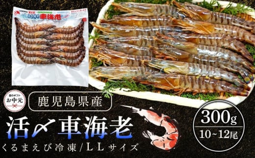 【お中元用】活き〆冷凍車海老　300g（LLサイズ）10～12尾入り
