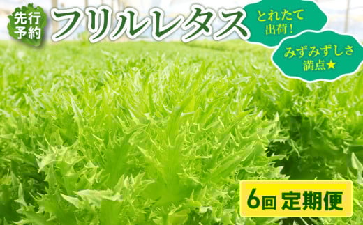 【先行予約】 フリルレタス 全 6回 発送 ＜ 定期便 固定月 ＞ 新鮮レタス フレッシュ レタス サラダ 健康志向 野菜 こだわり 産地直送 土壌栽培 新鮮 とれたて 採れたて 冷蔵 低カロリー ヘルシー レタスボウル 副菜 常備菜 緑黄色野菜 ベジタブル ヴィーガン 千葉県 旭市 Farm Fujinaga ffn006