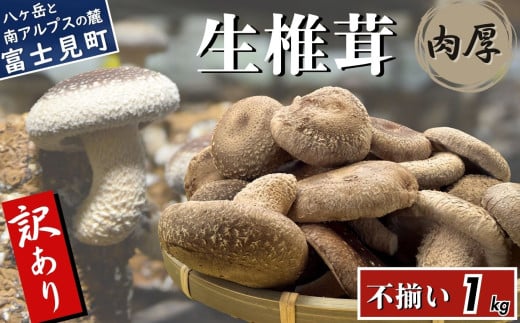訳あり 肉厚 生しいたけ 1kg 八ヶ岳山麓育ち 国産 朝採れ 安心安全 農薬不使用 ハウス栽培 芳醇な香り 形不揃い 椎茸 信州 2118278 - 長野県富士見町