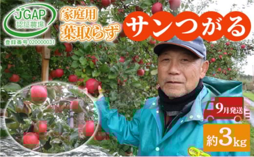 [№5554-0269]9月発送 家庭用 葉取らず サンつがる 約 3kg【 訳あり 】鶴翔りんごGAP部会 青森県産 津軽産 リンゴ 林檎 つがる 果物類 フルーツ