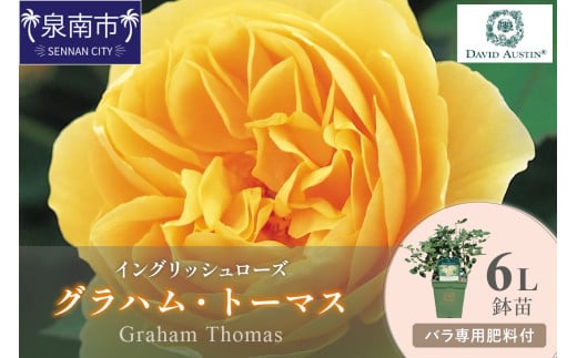 【イングリッシュローズ】デビッド・オースチン グラハム・トーマス6L鉢苗（バラ専用肥料付）【025D-028】 2121112 - 大阪府泉南市