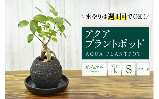 アクアプラントポット®　玉Ｓ（ブラック） 植木鉢　ガジュマル（2081） 1999240 - 愛知県知立市