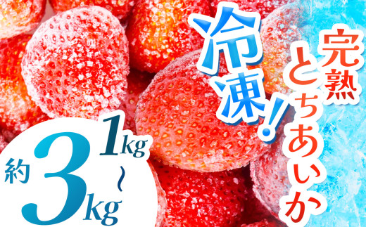 [数量限定][選べるグラム数] 完熟!冷凍とちあいか 約1kg,2kg,3kg | グラム数 選べる いちご とちあいか 冷凍 冷凍イチゴ スイーツ ジャム スムージー たっぷり 大粒 甘い 美味しい 果物 デザート 栃木県 真岡市 送料無料