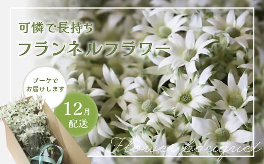 【2025年12月配送】フランネルフラワー（切り花）花束 1束（60輪）約30本 プレゼント 下呂市 岐阜県 生花 馬瀬 ネイティブフラワー 2113023 - 岐阜県下呂市