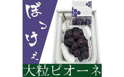 ぼっけえ大粒 ニューピオーネ 1房 （800g以上） 化粧箱入り 【2025年9月上旬～10月上旬発送予定】 ／ 葡萄 ぶどう 果物 果実 フルーツ 種なし 大粒 岡山県 美咲町 冷蔵 2120634 - 岡山県美咲町