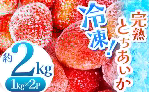 【数量限定】 完熟！冷凍とちあいか 約2kg |  グラム数 選べる いちご とちあいか 冷凍 冷凍イチゴ スイーツ ジャム スムージー たっぷり 大粒 甘い 美味しい 果物 デザート 栃木県 真岡市 送料無料 2121065 - 栃木県真岡市