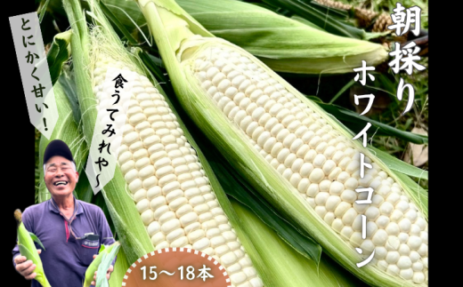 種子島 産 朝どれ とうもろこし ホワイトコーン  (15～18本)　NFN618【400pt】 ホワイトコーン トウモロコシ 人気 期間限定 朝獲れ 新鮮 数量限定 甘み 柔らかい ジューシー 冷蔵便 