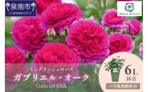 【イングリッシュローズ】デビッド・オースチン ガブリエル・オーク6L鉢苗（バラ専用肥料付）【025D-026】 2121104 - 大阪府泉南市