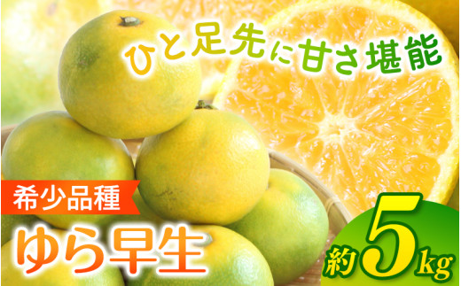 ＼光センサー選別／ 【先行予約】＼数量限定／ 希少品種 ご家庭用 ゆら早生みかん 約5kgサイズ混合【2025年10月上旬頃より順次発送】/ みかん ミカン 和歌山県 柑橘 早生 甘い 蜜柑 フルーツ 果物 くだもの 食品  産地直送  ご家庭用 ゆら早生 早生みかん【nuk109D】  2106698 - 和歌山県由良町