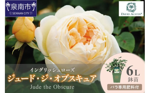 【イングリッシュローズ】デビッド・オースチン ジュード・ジ・オブスキュア6L鉢苗（バラ専用肥料付）【025D-029】 2121113 - 大阪府泉南市