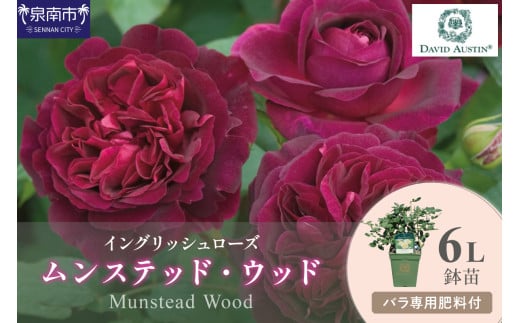 【イングリッシュローズ】デビッド・オースチン ムンステッド・ウッド6L鉢苗（バラ専用肥料付）【025D-035】 2121131 - 大阪府泉南市