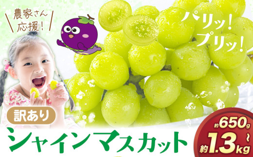シャインマスカット 生産者応援企画!パリッとジューシー 訳あり シャインマスカット 約650g〜約1.3kgまで選べる内容量 [2025年8月上旬-8月下旬頃出荷]訳あり シャインマスカット マスカット ぶどう フルーツ 果物 大阪府 羽曳野市 シャイン 食べやすい