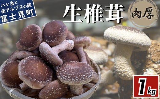 肉厚 生しいたけ 1kg 八ヶ岳山麓育ち 国産 朝採れ 安心安全 農薬不使用 ハウス栽培 芳醇な香り 椎茸 信州