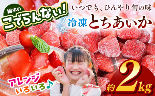 栃木のこでらんない冷凍イチゴ（とちあいか） 約2kg ｜いちご イチゴ 果物 フルーツ 苺 甘い 美味しい とちあいか 大粒 ジューシー 映え 産地直送 栃木県 真岡市 朝摘み 酸味が少ない 冷凍いちご 日本一 1341565 - 栃木県真岡市