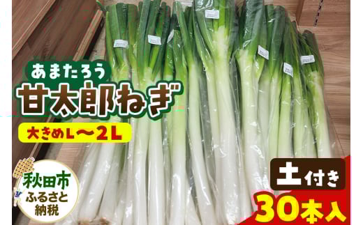 甘太郎ねぎ 約5kg 土ねぎ（1箱30本入り）