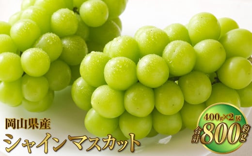 岡山県産 シャインマスカット 晴王 約800g（約400g×2房） 果物 フルーツ くだもの ぶどう ブドウ 葡萄 マスカット 種なし 種無し 冷蔵 国産 奈義町 【2025年7月上旬～8月下旬発送予定】