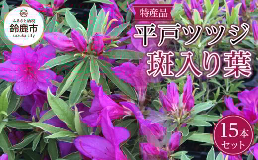 特産品 平戸ツツジ斑入り葉 15本セット 2049768 - 三重県鈴鹿市